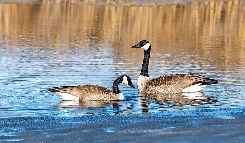 Canadian Geese in blue water at Market Lake NWR, Idaho