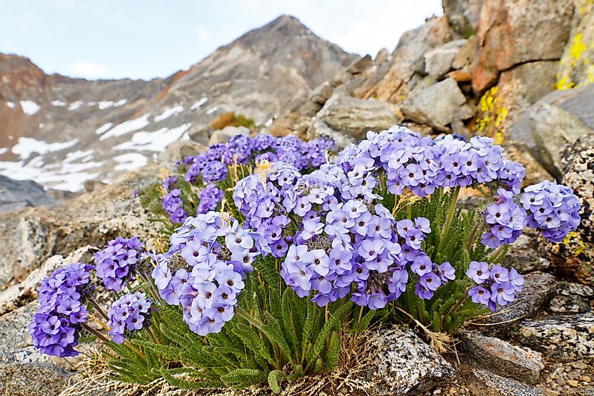 Sierra Nevada flowers
