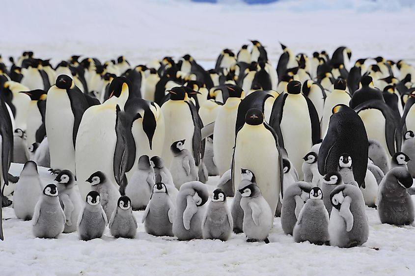 A colony of emperor penguins with chicks.