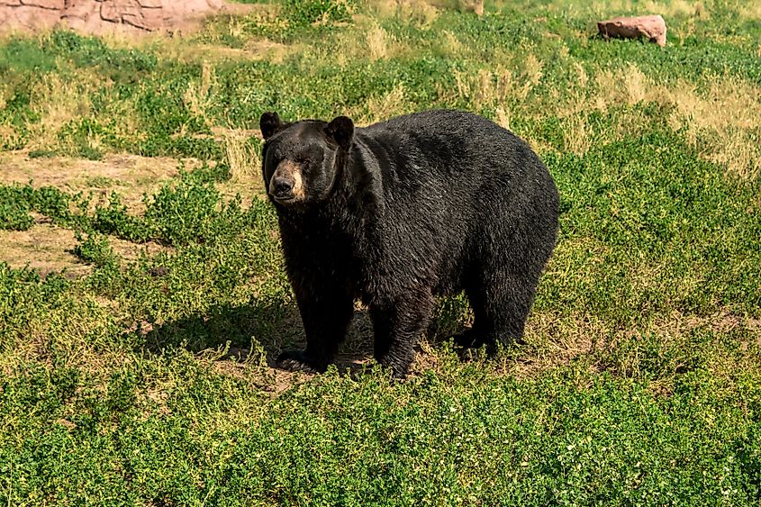 A Florida black bear.