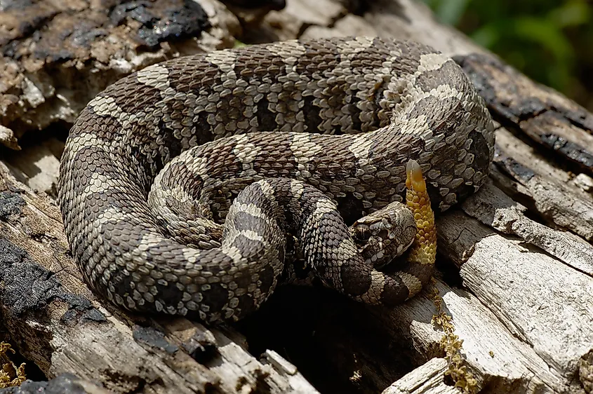 A juvenile eastern massasauga rattlesnake coiled on a fallen log.
