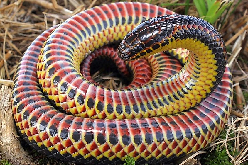 Farancia erytrogramma (rainbow snake) photographed in March of 2018 in North Carolina