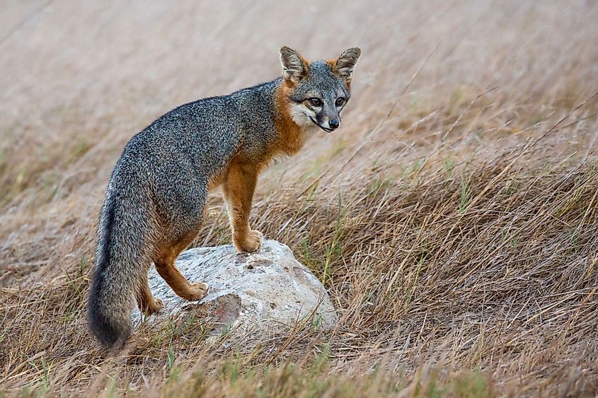 A rare, wild island fox searching for food on Santa Rosa Island in Channel Islands National Park