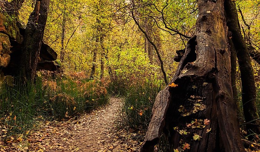 Scenic Sedona West Fork Trail and the Oak Creek Canyon during autumn, hiking trail.