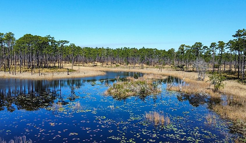  Croatan National Forest in North Carolina.