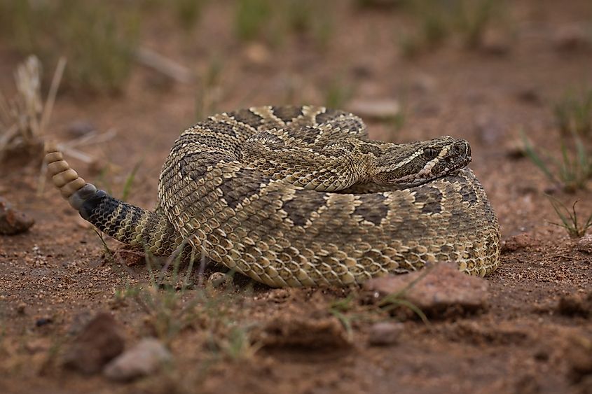 Mojave rattlesnake (Crotalus scutulatus).
