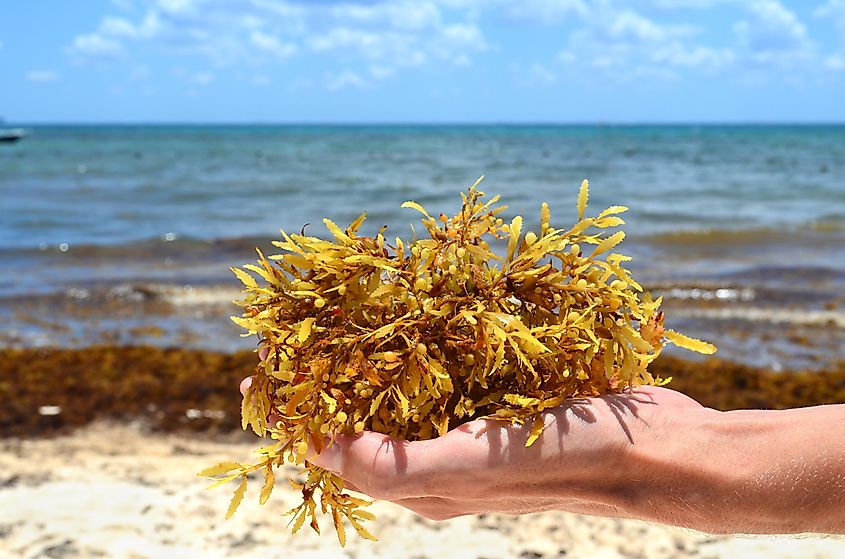 A Close-up Shot of the Sargassum Seaweed