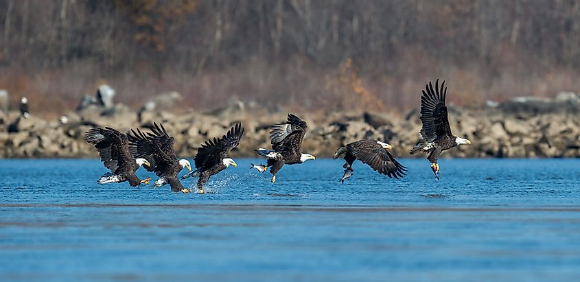 Hunting sequence of a single bald eagle captured and presented in one image. Image credit: Harry Collins Photography/Shutterstock.com