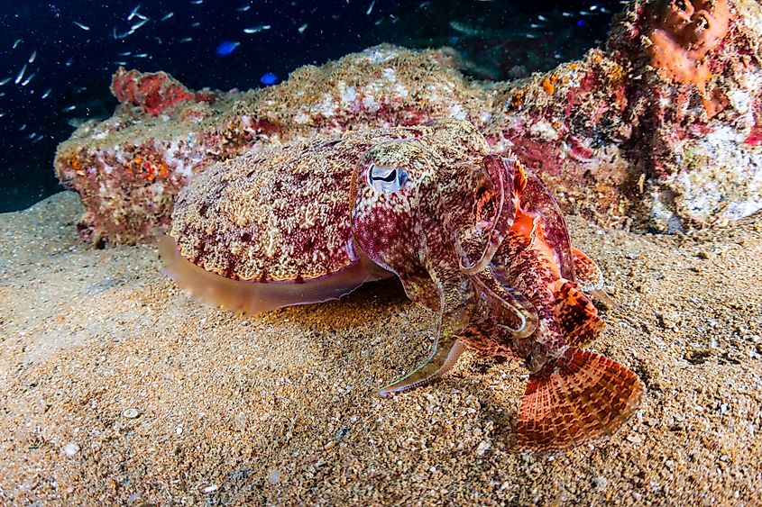 Cuttlefish feeding on a Scorpionfish in an underwater shipwreck.