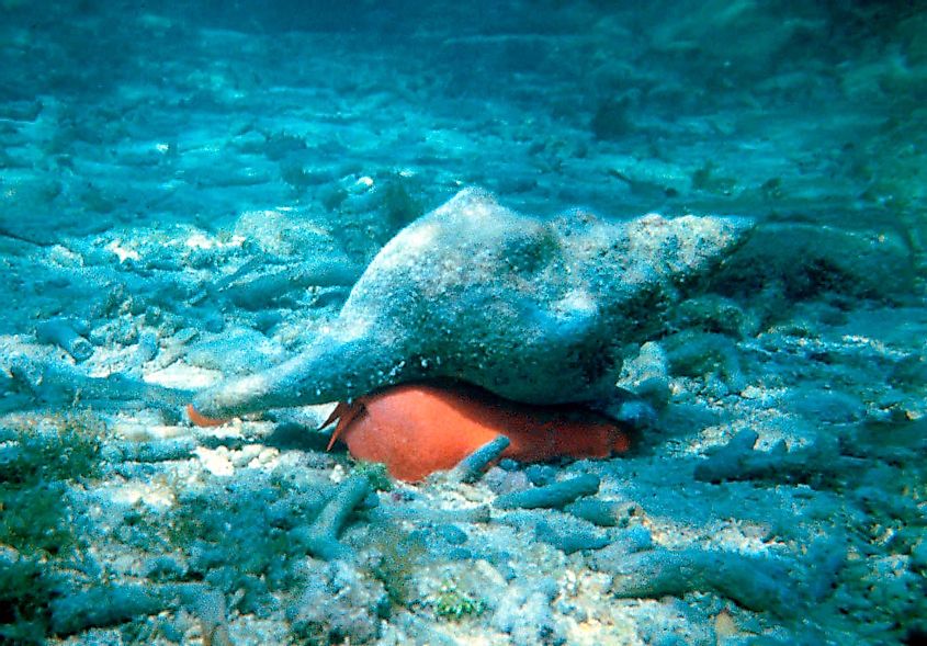 The Florida horse conch (Pleuroploca gigantea) is the Florida state shell. 