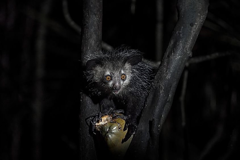 A wild aye-aye feeding on a coconut.