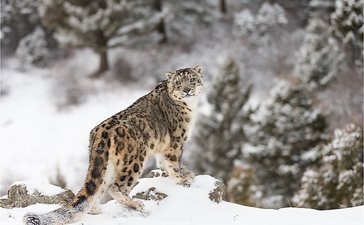 What Animals Live In The High Mountains? - WorldAtlas What Animals Live In The High Mountains? - WorldAtlas
