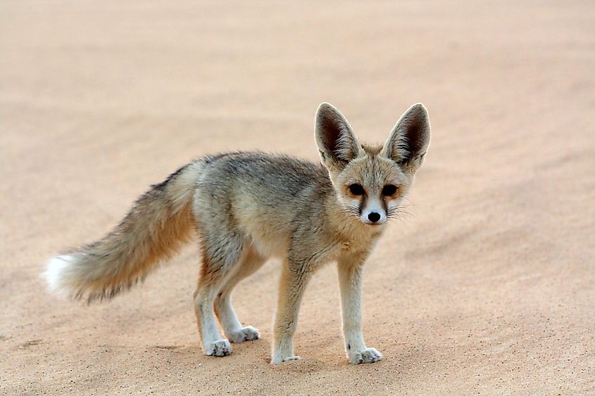 Animals That Live Underground - WorldAtlas Animals That Live Underground - WorldAtlas