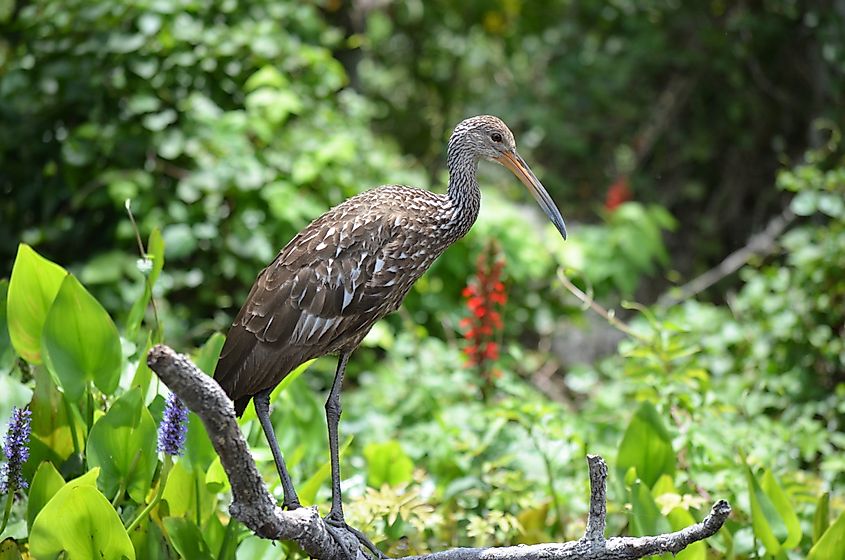 Limpkin (Aramus guarauna) in Silver Springs State Park, Florida,