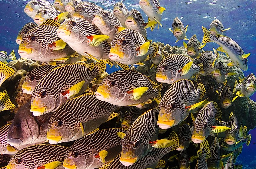 Great Barrier reef fish