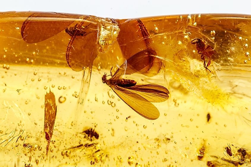 Amber with insects, flies and beetles.