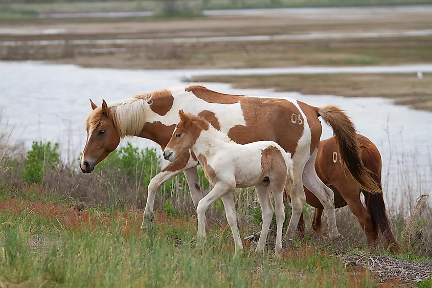Chincoteague Island, Virginia.