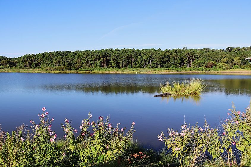 View across the expansive salt marsh at Huntington Beach State Park, South Carolina