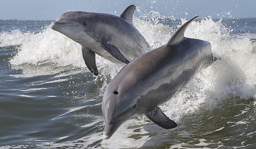 Two bottlenose Dolphins - (Tursiops truncatus) diving through the water