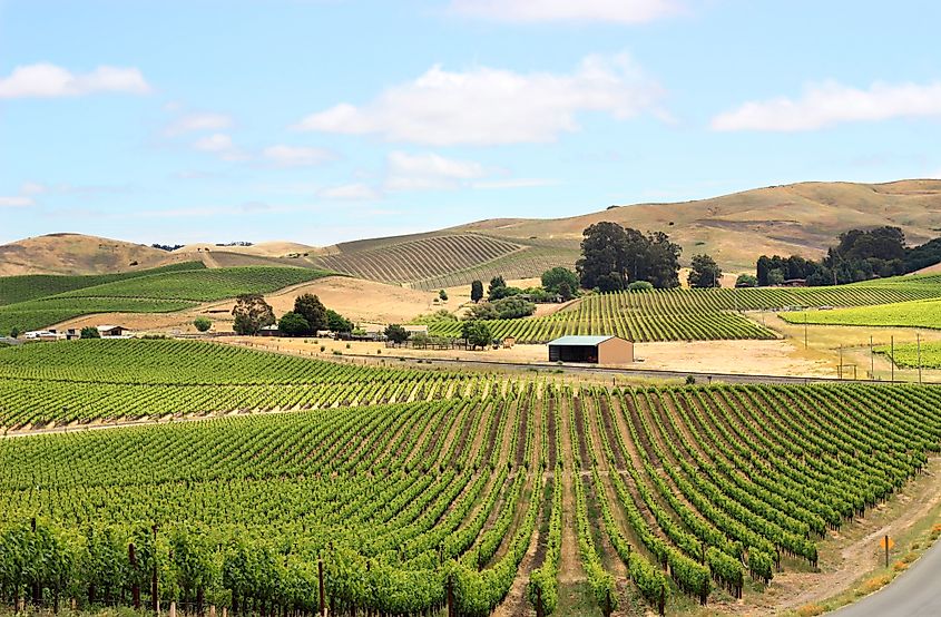 Vineyards near Calistoga, California.