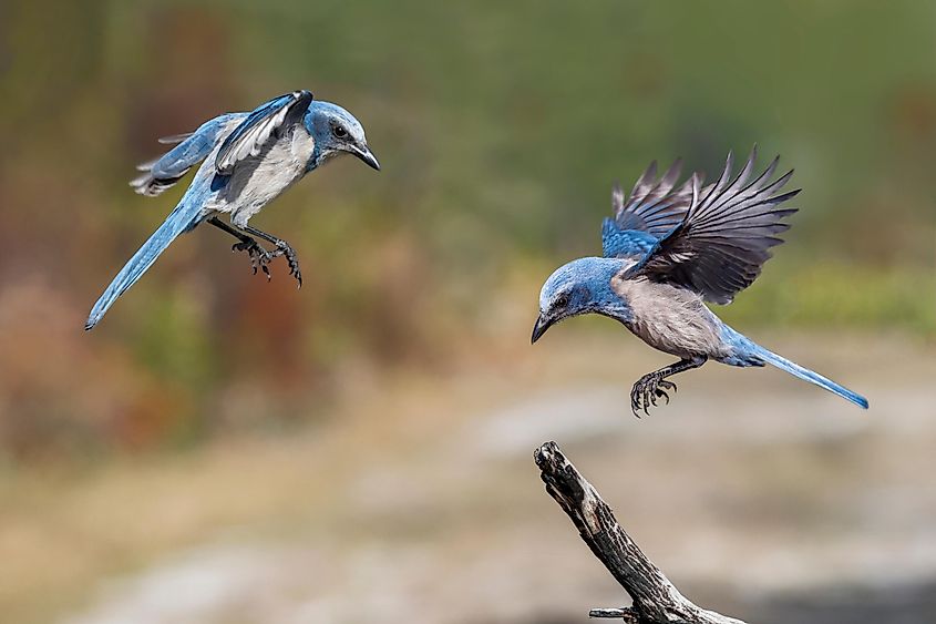 Florida scrub jay, Merritt Island National Wildlife Refuge, Florida