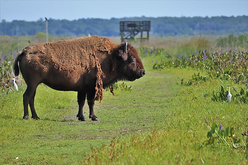 American Bison Buffalo Paynes Prairie Preserve State Park