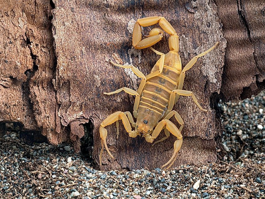 Arizona bark scorpion (Credit: Ernie Cooper vis Shutterstock)