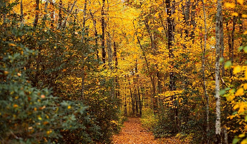 Fall Foliage trails in Arcadia State Management Area of Rhode Island