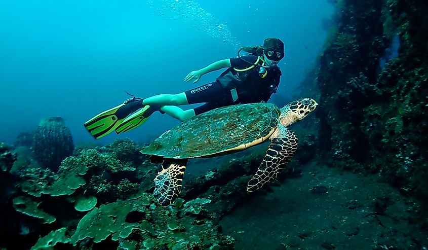 Young woman diver with a sea turtle on the coral reef in Tulamben dive site, Bali, Indonesia