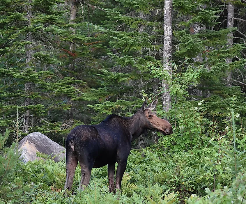 Moose In Baxter State Park Maine