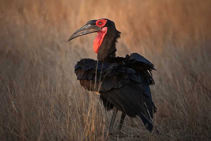 Southern ground hornbill