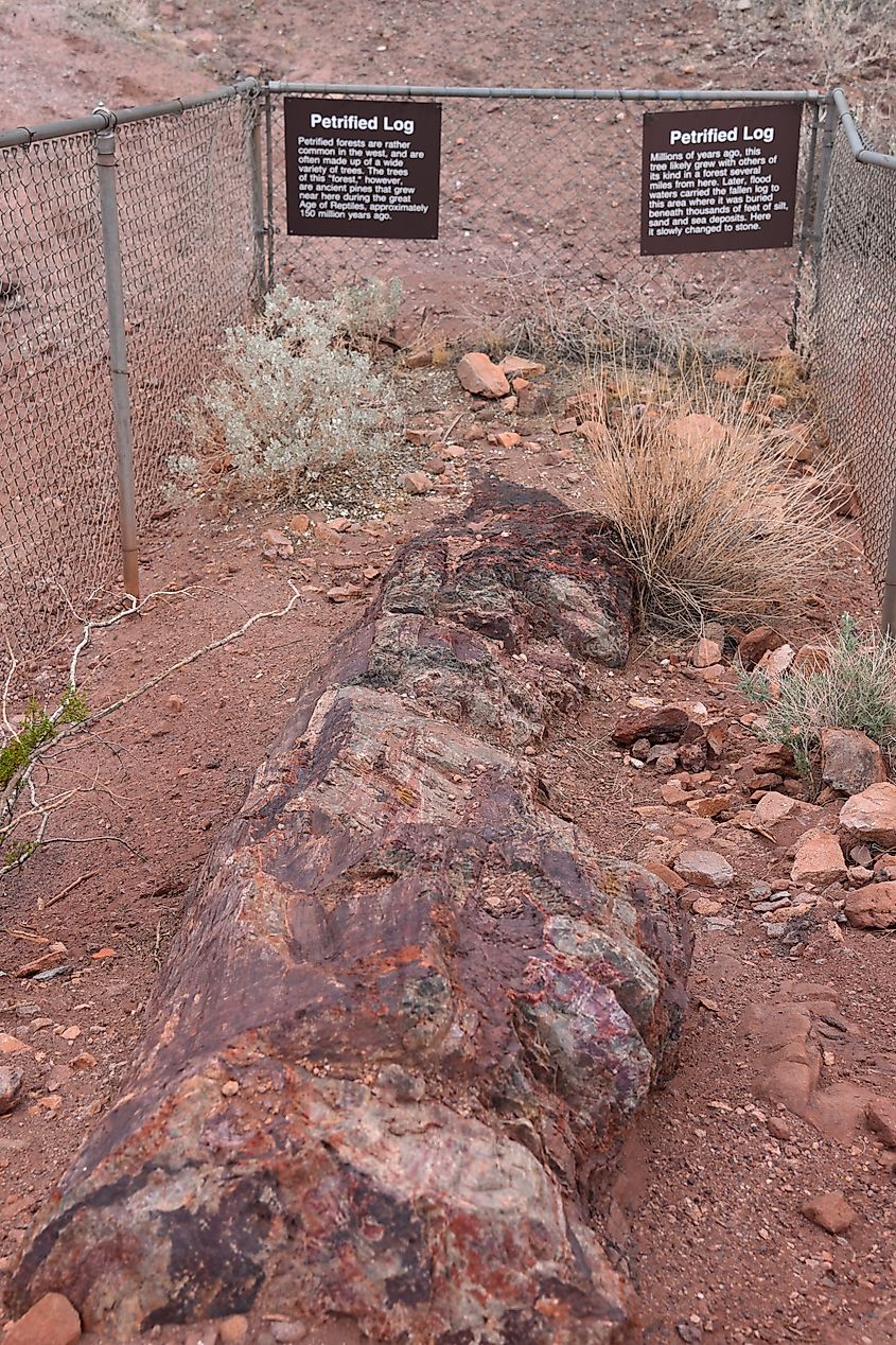 Valley of Fire State Park Nevada, Petrified Log protected by a fence.