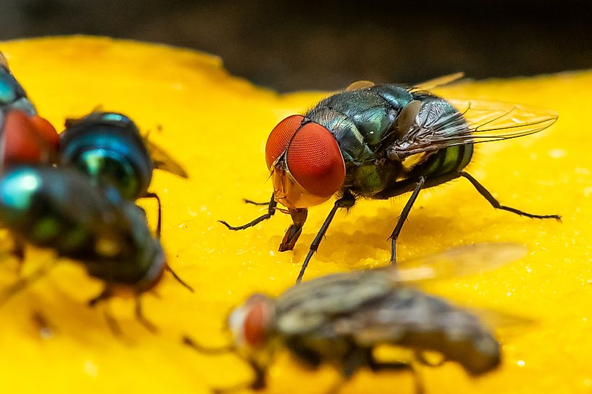 Houseflies feeding on mango.