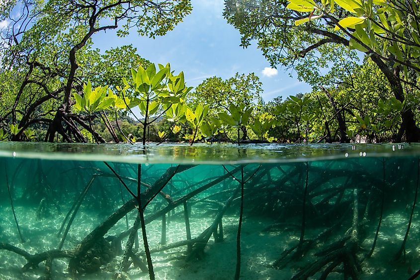 mangrove forest show the trunk and roots under the water