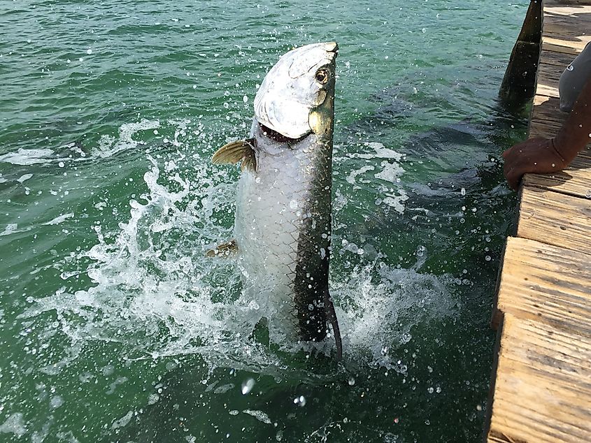 Tarpon jumping out of the water