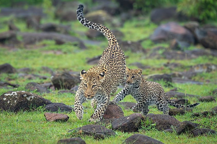 Leopard cubs playing together