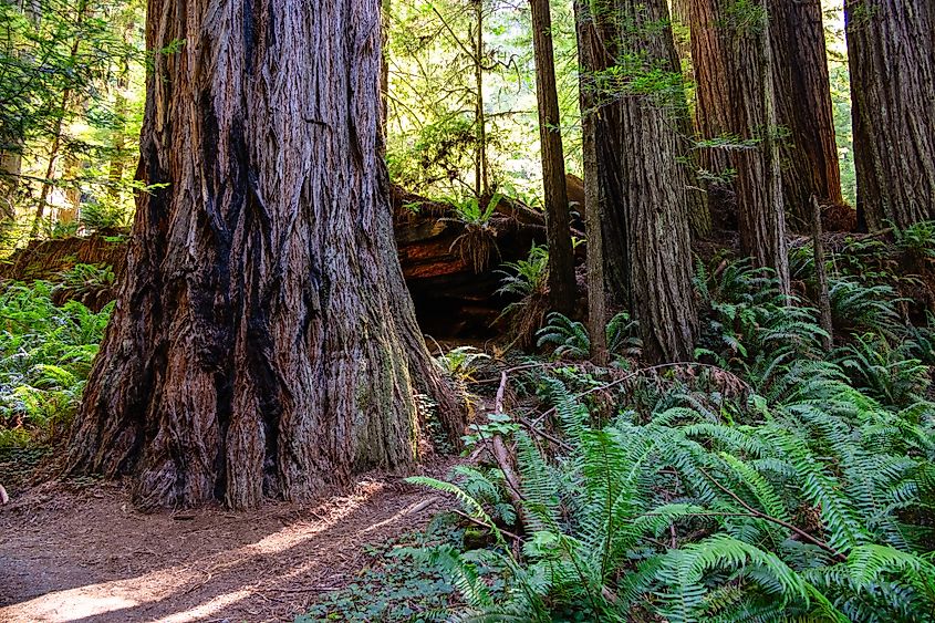 Redwood Trees on Prairie Creek Trail at Prairie Creek Redwoods State Park in Crescent City, California.