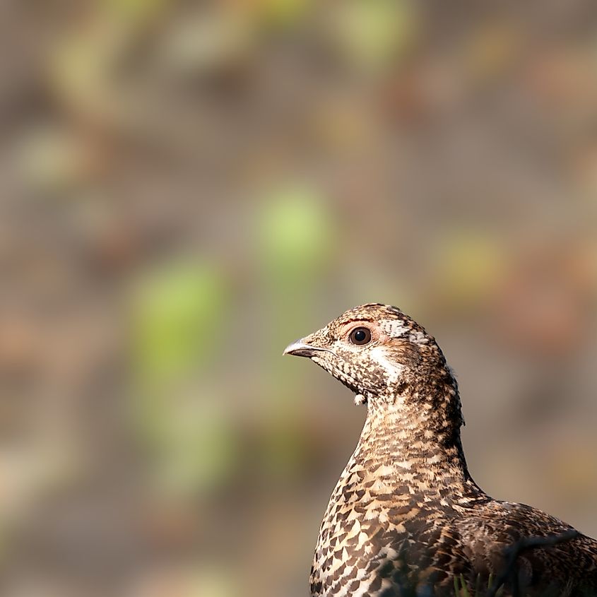 The Gunnison grouse