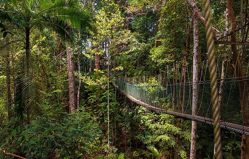 Taman Negara national park, Malaysia