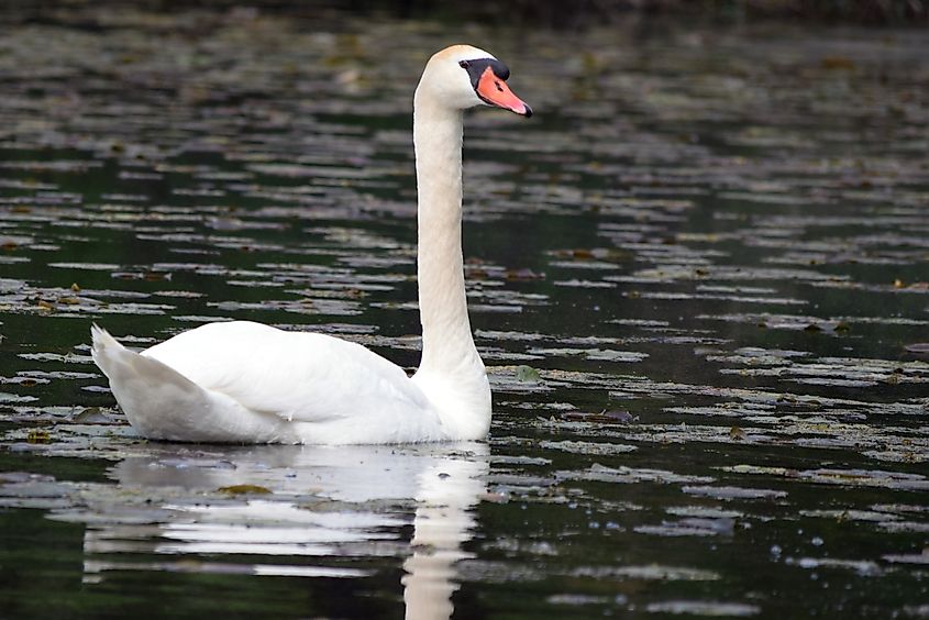 Invasive swan in Michigan