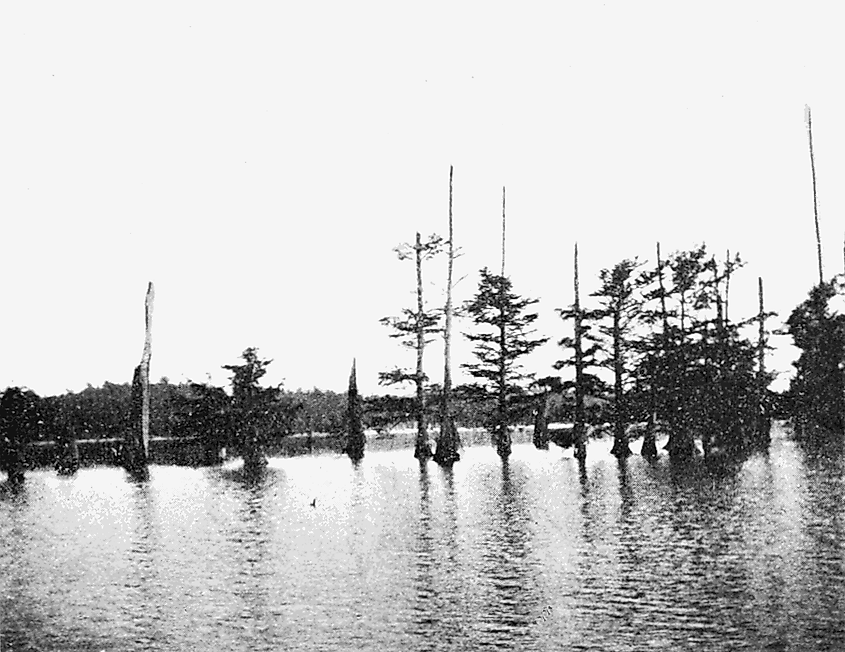 Reelfoot Lake in Tennessee, with bald cypress trees standing in the water.