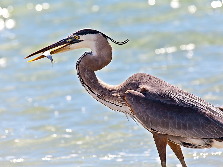 Great blue heron in Captiva Island.