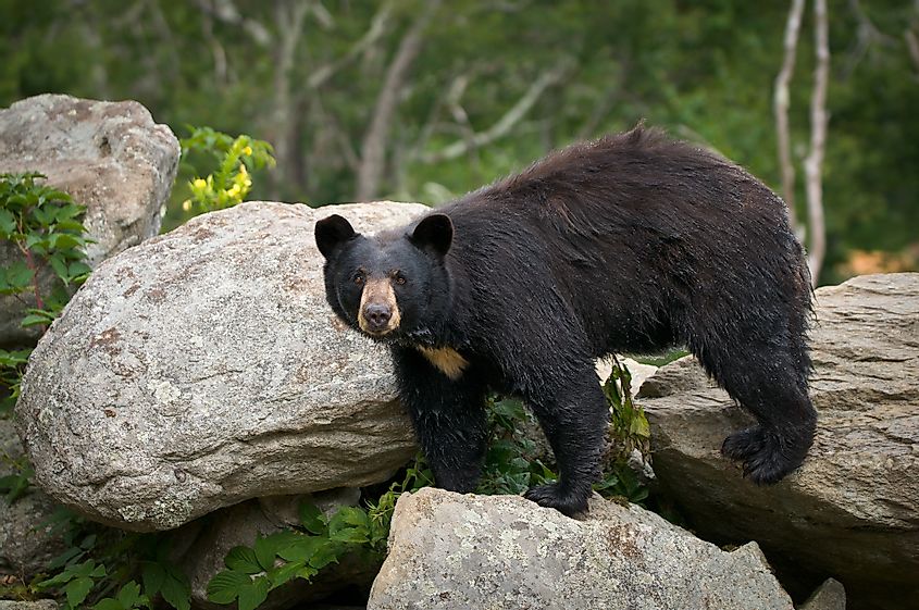 Blue Ridge Mountains black bear