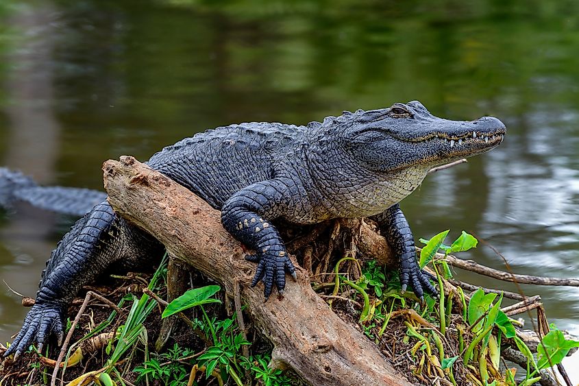 Animals Native to Florida - WorldAtlas