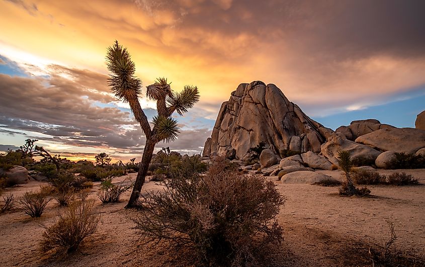 Joshua Tree National Park in California.