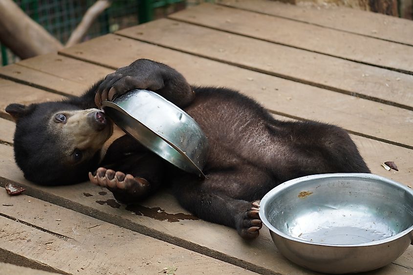 Close-Up of a Sun Bear Cub with Curious Expression