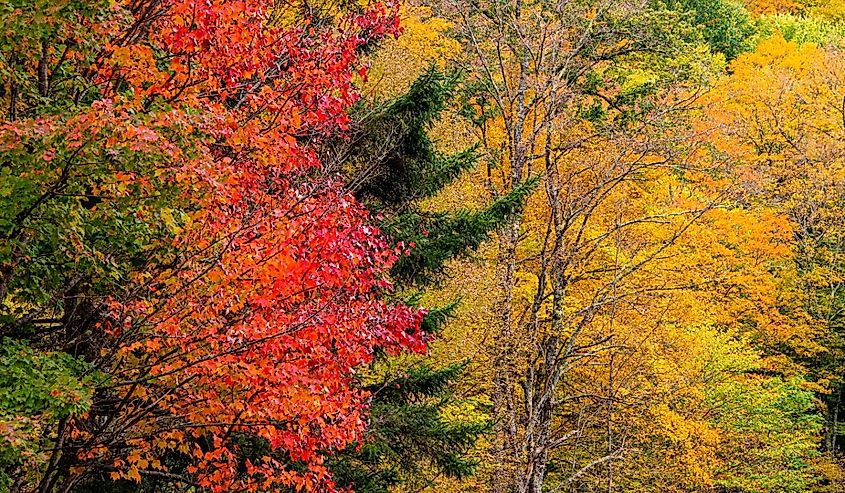 Vermont, Fall foliage in Mad River Valley along trail to Warren Falls