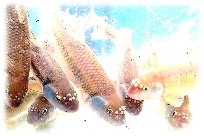 Hornyhead fish collected during the 30th Anniversary Hornyhead Fish Tournament and Festival, Newborn, Georgia.
