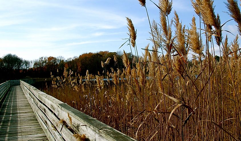 View from the boardwalk portion of the trail, blue sky and framed by fragmite at Prime Hook National Wildlife Refuge, Delaware