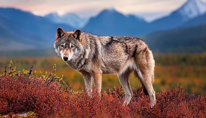 Grey Wolf (Canis lupus) , Denali National Park, Alaska